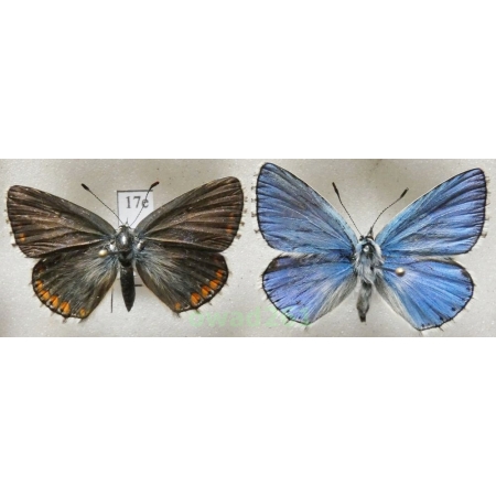 Polyommatus bellargus (Rottemburg, 1775) pair Poland17e